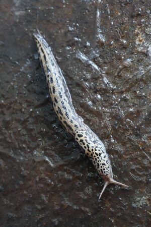 Slug on wet iron surface. Closeup