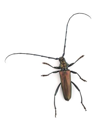 The musk beetle (Aromia moschata) isolated on white backgroundの写真素材