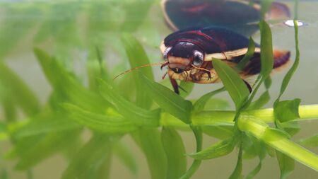 Diving beetle among water plants in pond. Closeup