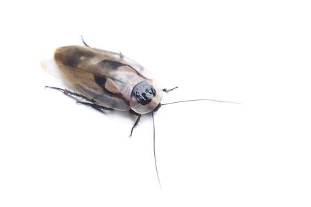 Death's head cockroach (Blaberus craniifer) isolated on white backgroundの写真素材