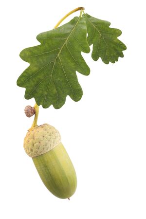 Acorn with leaves isolated on white backgroundの写真素材