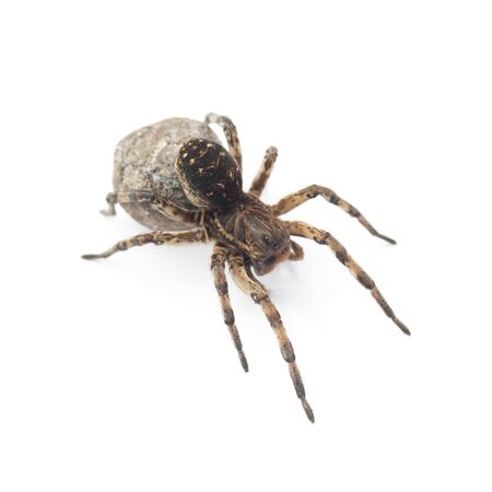 Female of wolf spider with cocoon isolated on white backgroundの写真素材
