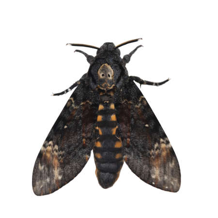 Death head hawkmoth isolated on white background