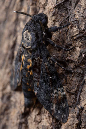 Death head hawkmoth on tree. Closeupの写真素材