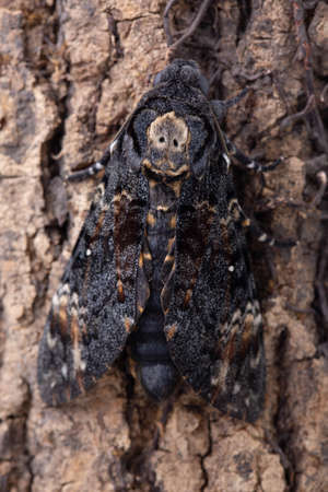 Death head hawkmoth on tree. Closeup