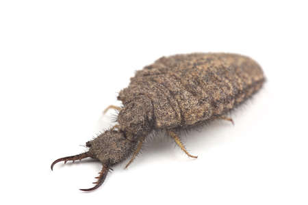 Larva of antlion isolated on white backgroundの写真素材