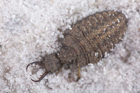 Larva of antlion among sand. Closeupの写真素材