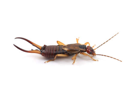 European earwig (Forficula auricularia) isolated on white backgroundの写真素材