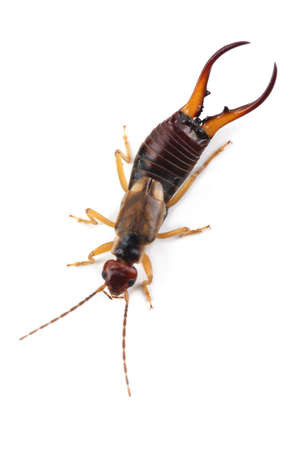 European earwig (Forficula auricularia) isolated on white backgroundの写真素材