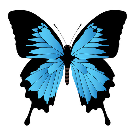 butterfly on a white backgroundのイラスト素材