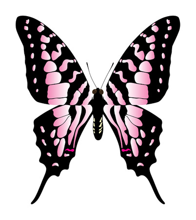 butterfly on a white backgroundのイラスト素材