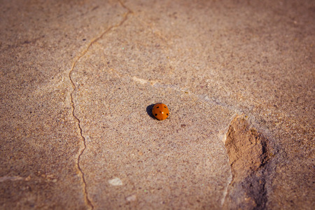 Ladybugの写真素材