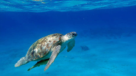 Big Green turtle on the reefs of the Red Sea.