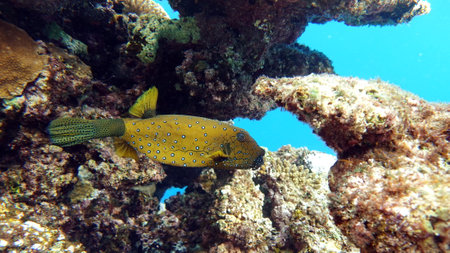 Coral fish in the Red Sea. Egypt. Sharm El Sheikhの写真素材