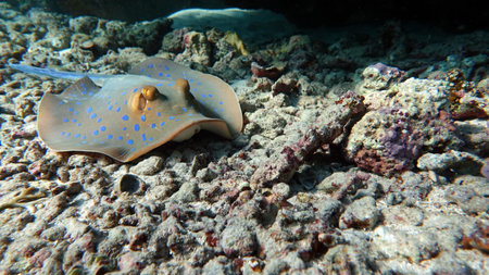 Stingrays - Batoidea Taeniura lymma. Stingray Family, Spotted Stingrays. Taeniura lymma.の写真素材