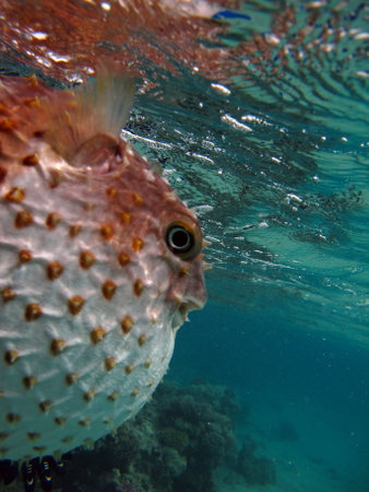 Fish hedgehog. Yellow-spotted cyclicht - grows up to 34 cm, feeds on crustaceans and molluscs. In case of danger, it takes the form of a ball, bristling spines.の写真素材