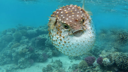 Fish hedgehog. Yellow-spotted cyclicht - grows up to 34 cm, feeds on crustaceans and molluscs. In case of danger, it takes the form of a ball, bristling spines.の写真素材
