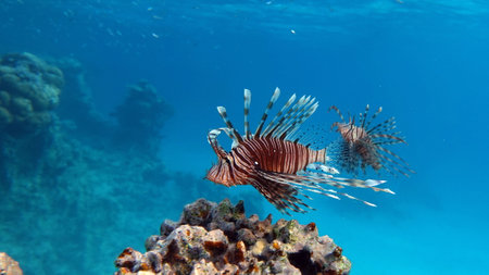 Lion Fish in the Red Sea in clear blue water hunting for food . Lionfish. Fish - a type of bone fish Osteichthyes. Scorpaeidae. Lionfish warrior.の写真素材