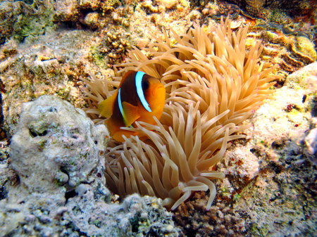 Clownfish amphiprion (Amphiprioninae). Red sea clown fish.の写真素材