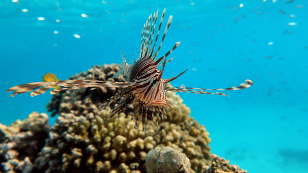Lion Fish in the Red Sea in clear blue water hunting for food .
Lionfish. Fish - a type of bone fish...
