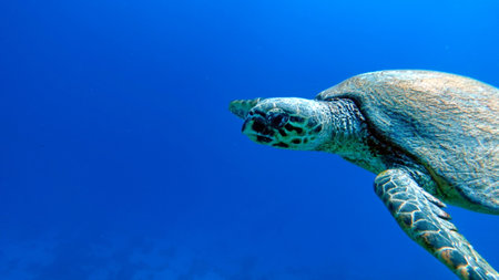 sea turtles. Great Reef Turtle .Bissa. Hawksbill sea turtle (CR species) Hawksbill Turtle - Eretmochelys imbricata.の写真素材