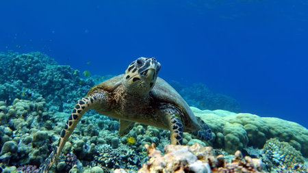 sea turtles. Great Reef Turtle .Bissa. Hawksbill sea turtle (CR species) Hawksbill Turtle -...