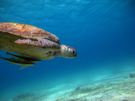 Big Green turtle on the reefs of the Red Sea. Green turtles are the largest of all sea turtles. A typical adult is 3 to 4 feet long and weighs between 300 and 350 pounds.の写真素材