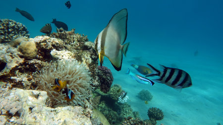 Long fin Longfin Batfish Platax family Ephippidae - grows up to 70 cm It feeds on algae and small...