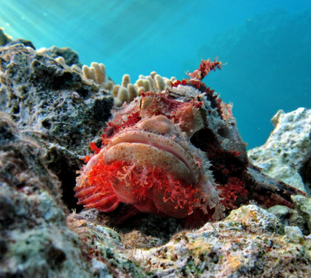 Tassled Scorpionfish- Scorpaenopsis oxycephala - this scorpion fish grows up to 36 cm. Predator. Lies at the bottom, waiting for prey. It feeds on small fish.の写真素材
