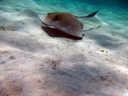 Stingray. Feathertail stingray (Pastinachus sephen) - This stingray resembles an inverted saucer...