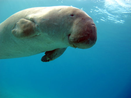 Dugong. Baby dugong from the bay of Mars Mubarak Dugongo. Sea Cow in Marsa Alam. Marsa Mubarak bay.の写真素材