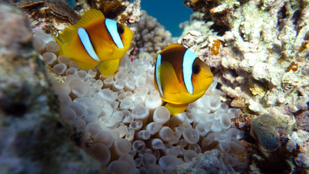 Clownfish amphiprion (Amphiprioninae). Red sea clown fish.