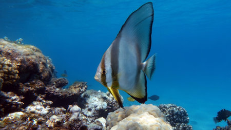 Long fin Longfin Batfish Platax family Ephippidae - grows up to 70 cm It feeds on algae and small...
