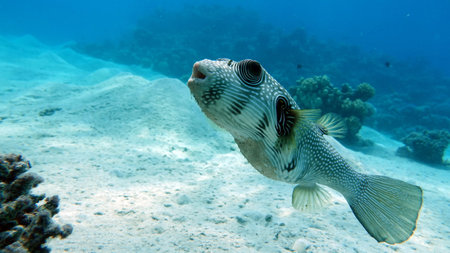 Arotnron fish. Fishes - a type of bone fish of the Osteytnes Pufferfish (Tetraodontidae) Spiny Pufferfish.の写真素材