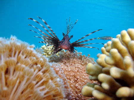 Lion Fish in the Red Sea in clear blue water hunting for food . Lionfish. Fish - a type of bone fish Osteichthyes. Scorpaeidae. Lionfish warrior.の写真素材