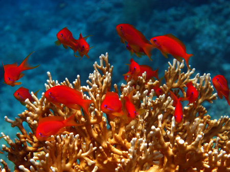 Fish-Sea Goldie. The most common antias in the Red Sea. Divers see him in huge flocks on the slopes of coral reefs.の写真素材