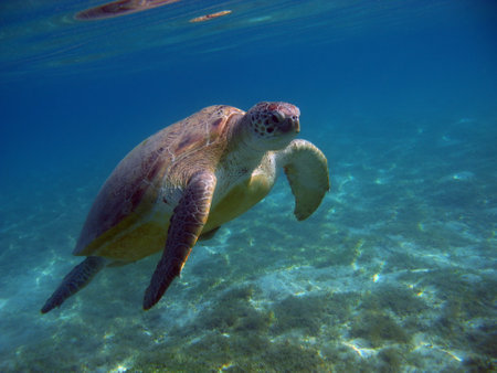 Big Green turtle on the reefs of the Red Sea. Green turtles are the largest of all sea turtles. A typical adult is 3 to 4 feet long and weighs between 300 and 350 pounds.の写真素材