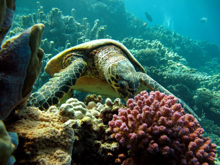 sea turtles. Great Reef Turtle .Bissa. Hawksbill sea turtle (CR species) Hawksbill Turtle -...