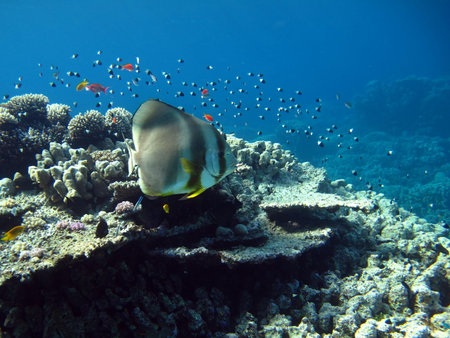 Long fin Longfin Batfish Platax family Ephippidae - grows up to 70 cm It feeds on algae and small invertebrates.の写真素材