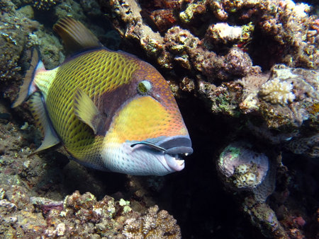 Titan fish (balistoides viridescens), and it is also sometimes called fish Trigger or blue-finned...