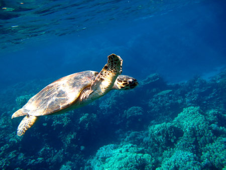 sea turtles. Great Reef Turtle .Bissa. Hawksbill sea turtle (CR species) Hawksbill Turtle -...