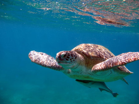 Big Green turtle on the reefs of the Red Sea.