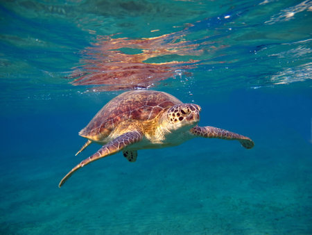 Big Green turtle on the reefs of the Red Sea. Green turtles are the largest of all sea turtles. A...