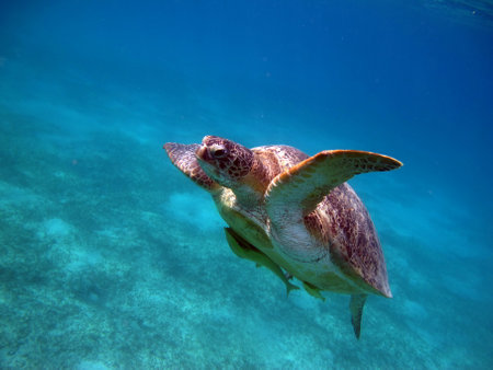 Big Green turtle on the reefs of the Red Sea. Green turtles are the largest of all sea turtles. A...