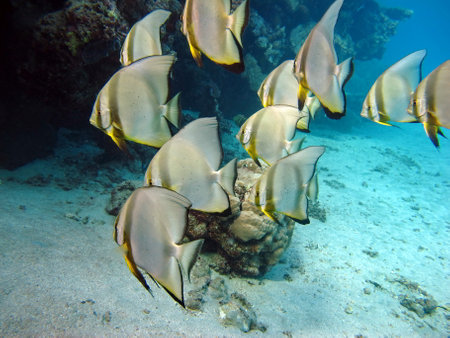 Long fin Longfin Batfish Platax family Ephippidae - grows up to 70 cm It feeds on algae and small invertebrates.の写真素材