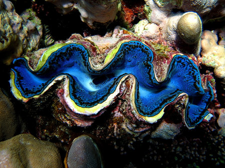 Blue and yellow giant clam on the coral reef of the Red Seaの写真素材