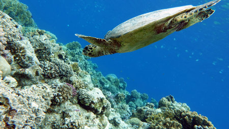sea turtles. Great Reef Turtle .Bissa. Hawksbill sea turtle (CR species) Hawksbill Turtle -...