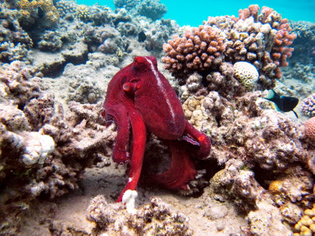 Octopus. Big Blue Octopus on the Red Sea Reefs. The cyanea octopus, also known as the Big Blue Octopus or Day Octopus.の写真素材