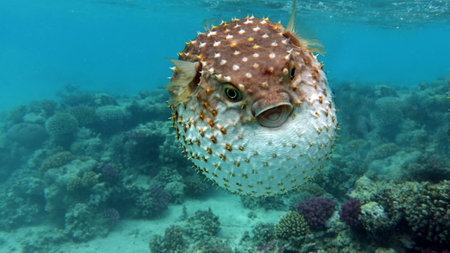 Fish hedgehog. Yellow-spotted cyclicht - grows up to 34 cm, feeds on crustaceans and molluscs. In...