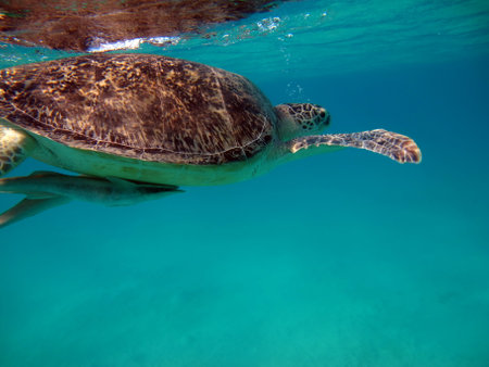 Big Green turtle on the reefs of the Red Sea. Green turtles are the largest of all sea turtles. A...